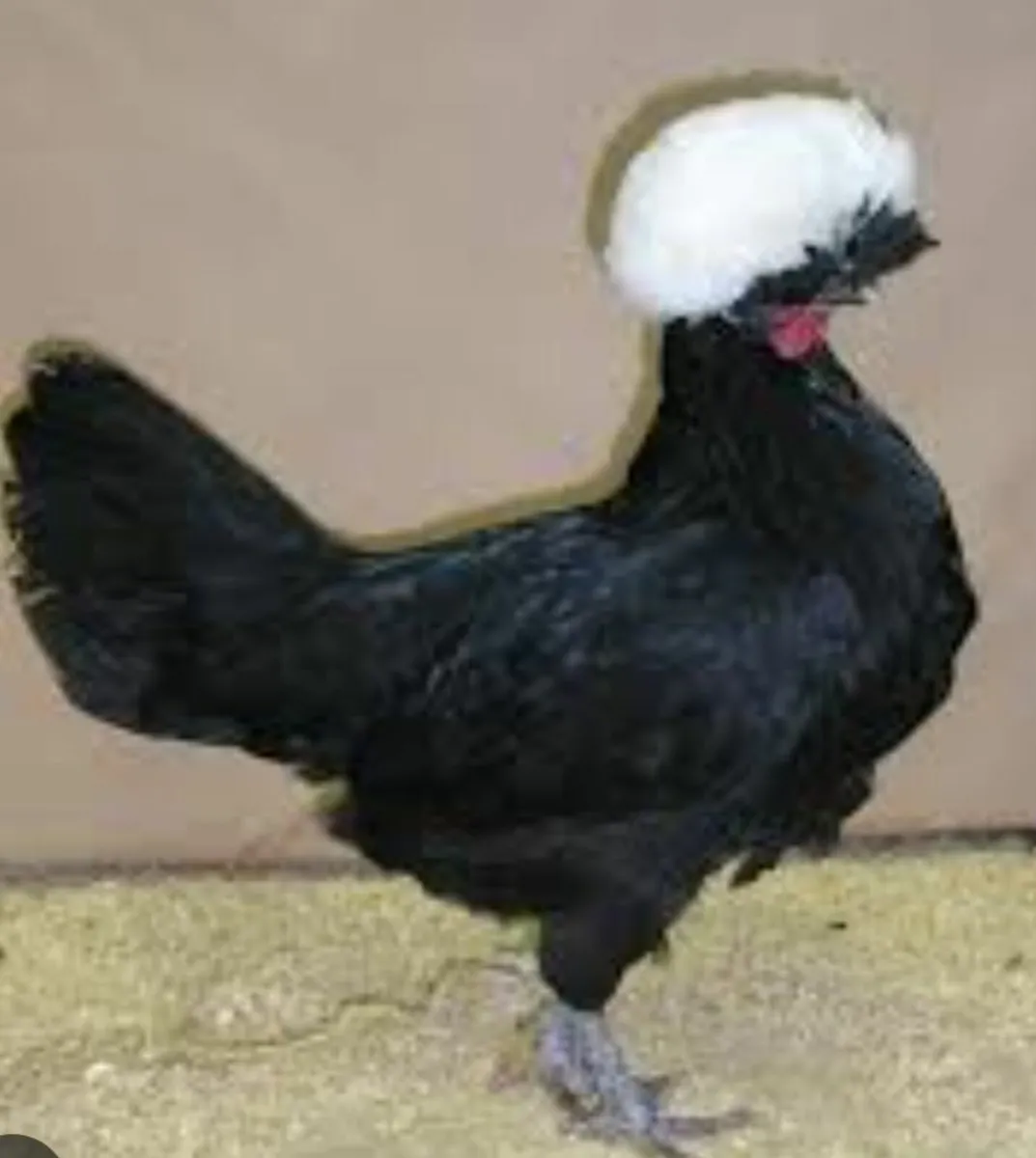 Hens for sale - Image 2