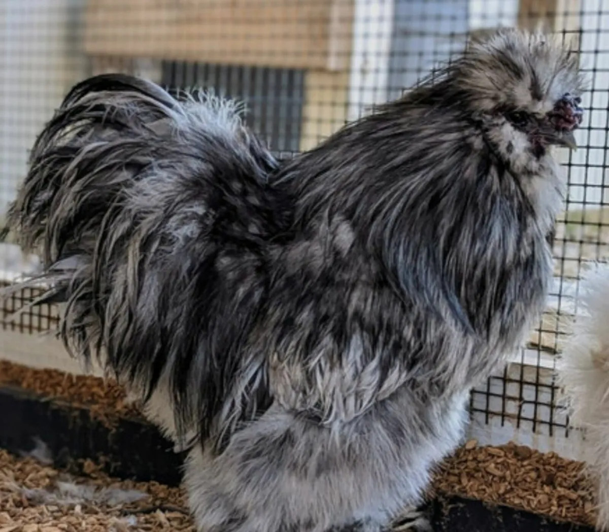 Hens for sale - Image 4