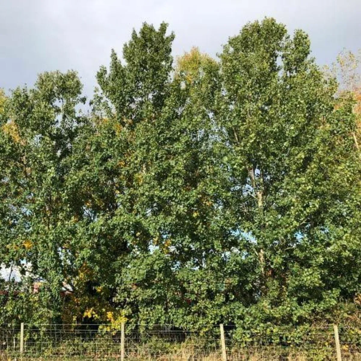 NOW ON SALE - Mix Tree Offer – 13 Trees Total - Image 2
