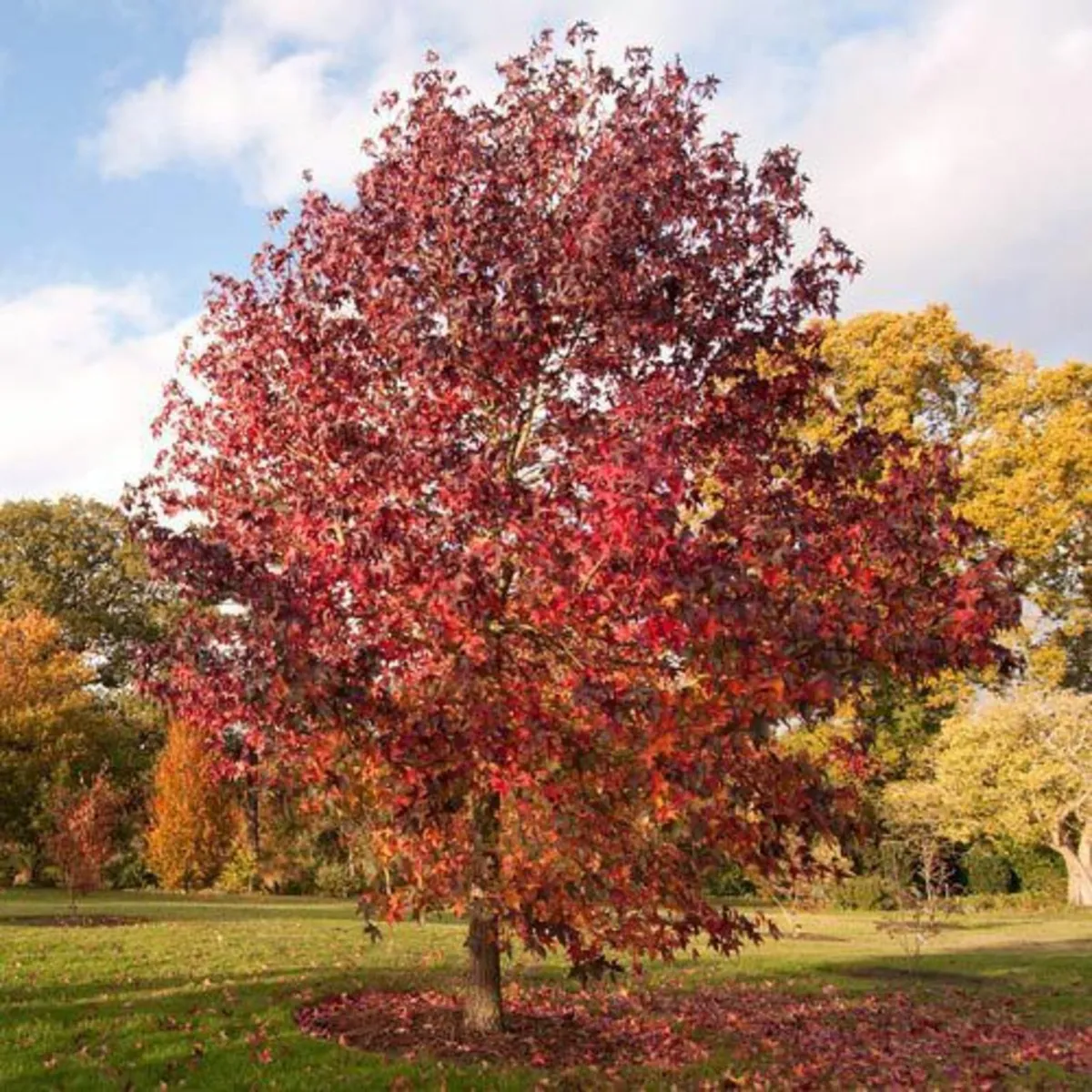 NOW ON SALE - Mix Tree Offer – 13 Trees Total - Image 3