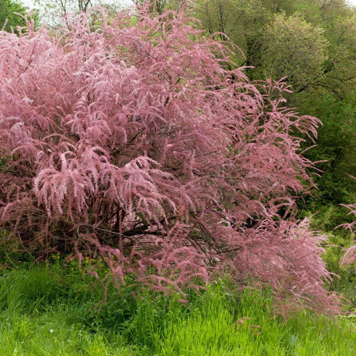 NOW ON SALE - Mix Tree Offer – 13 Trees Total - Image 4