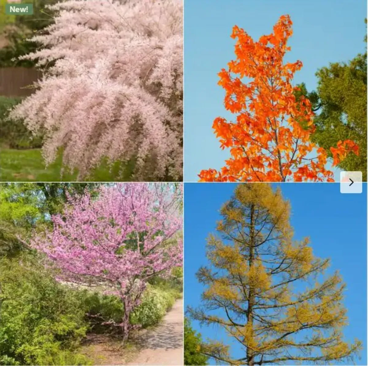 NOW ON SALE - Mix Tree Offer – 13 Trees Total - Image 1