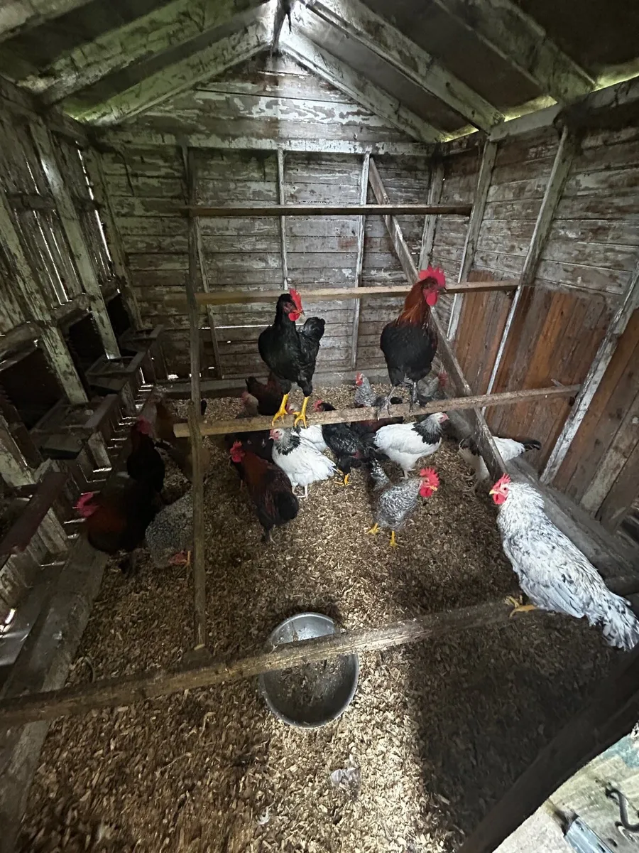 Roosters - Marans, Legbars and Barnvelders - Image 1
