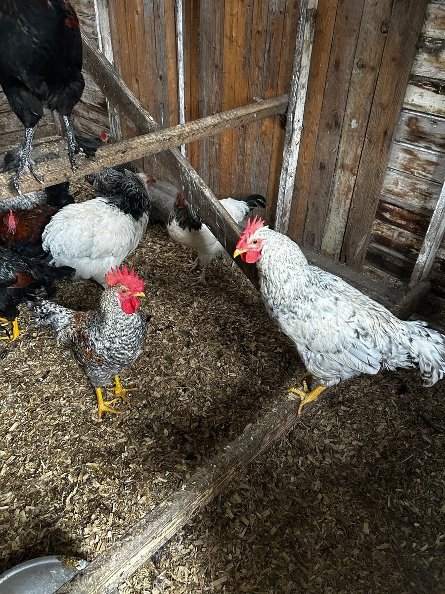 Roosters - Marans, Legbars and Barnvelders - Image 2