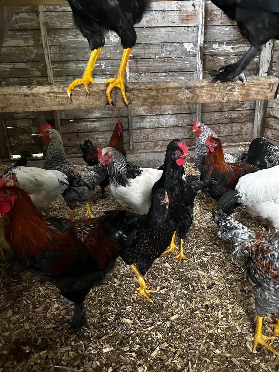 Roosters - Marans, Legbars and Barnvelders - Image 4