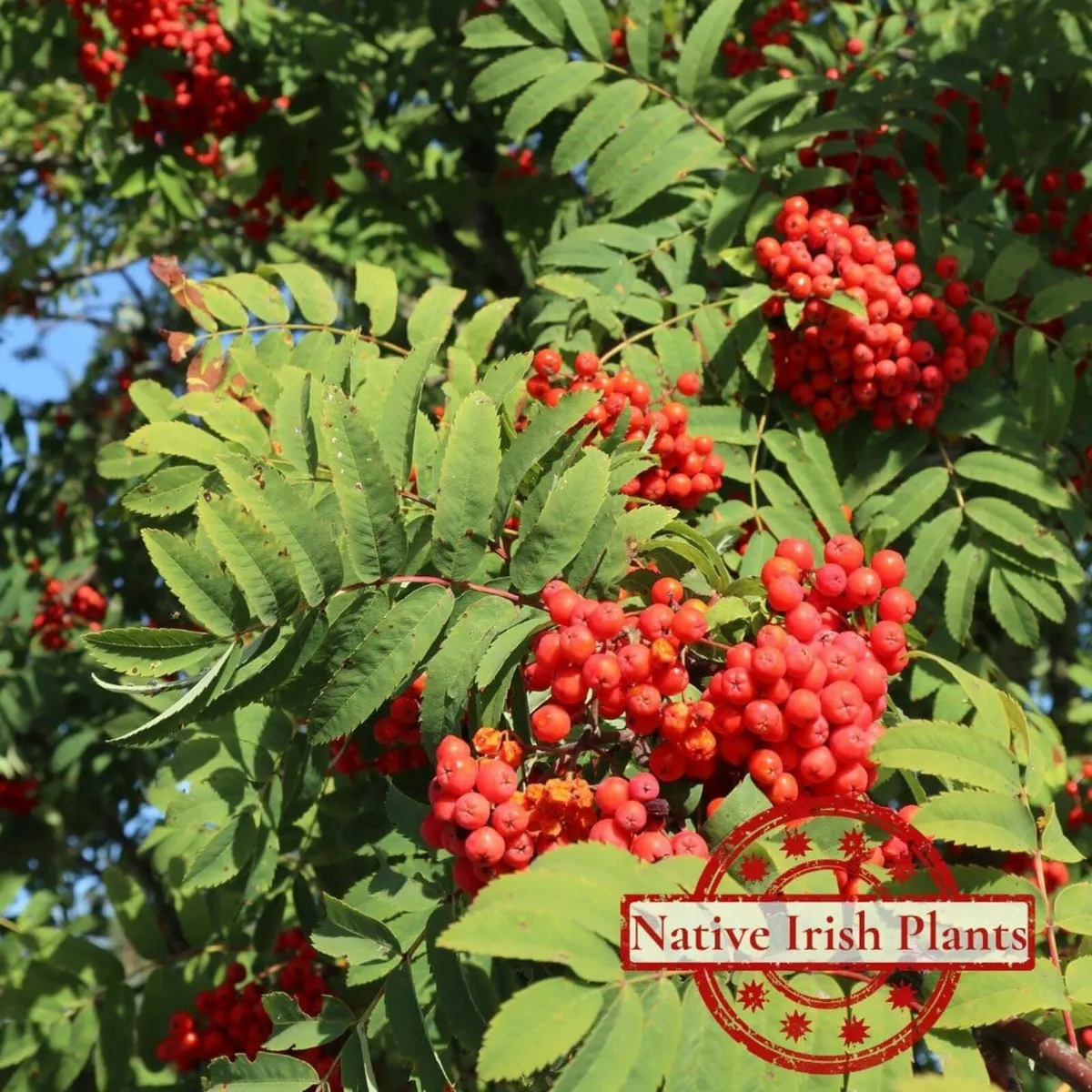 SALE - Native Irish Tree Bundle - Image 2