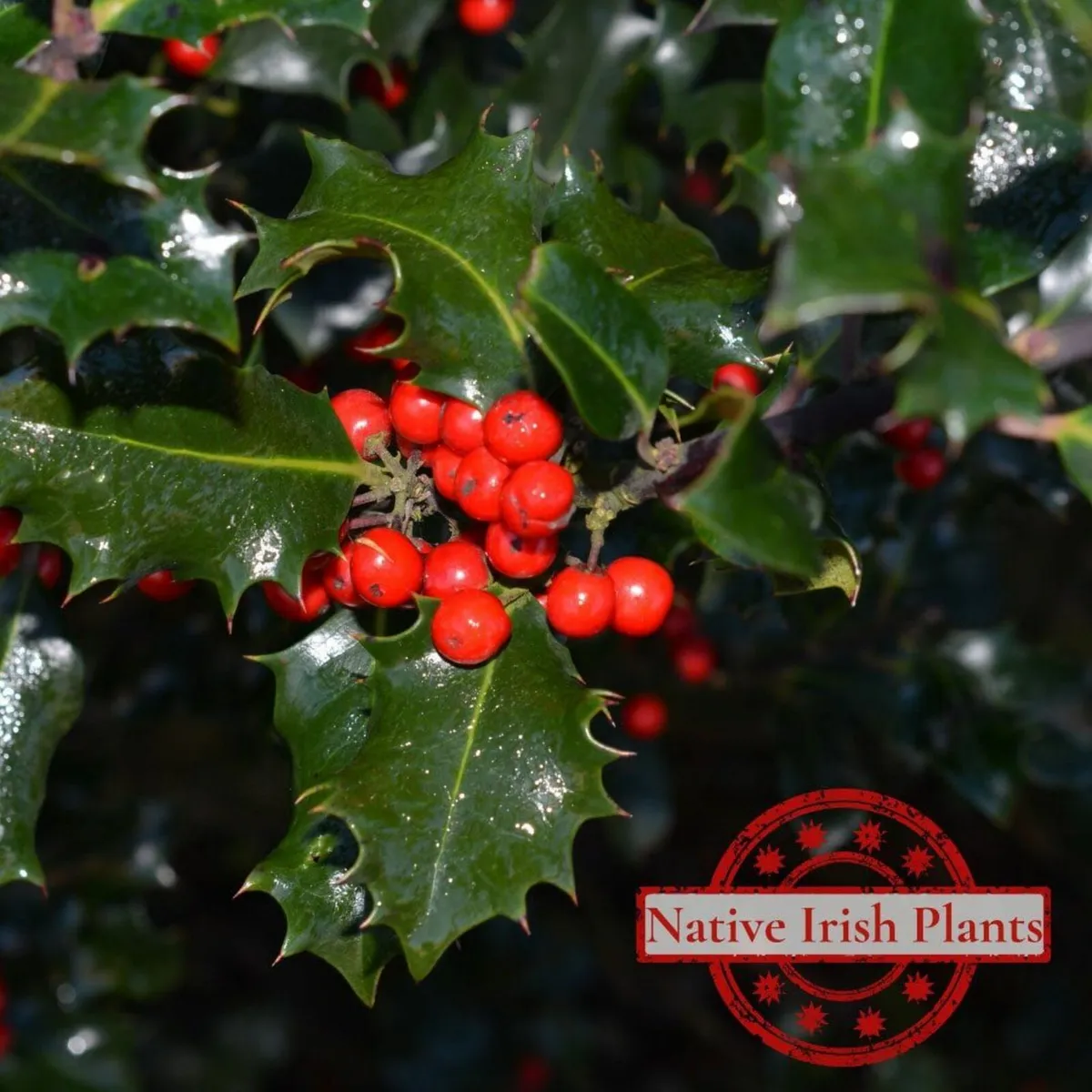 SALE - Native Irish Tree Bundle - Image 3