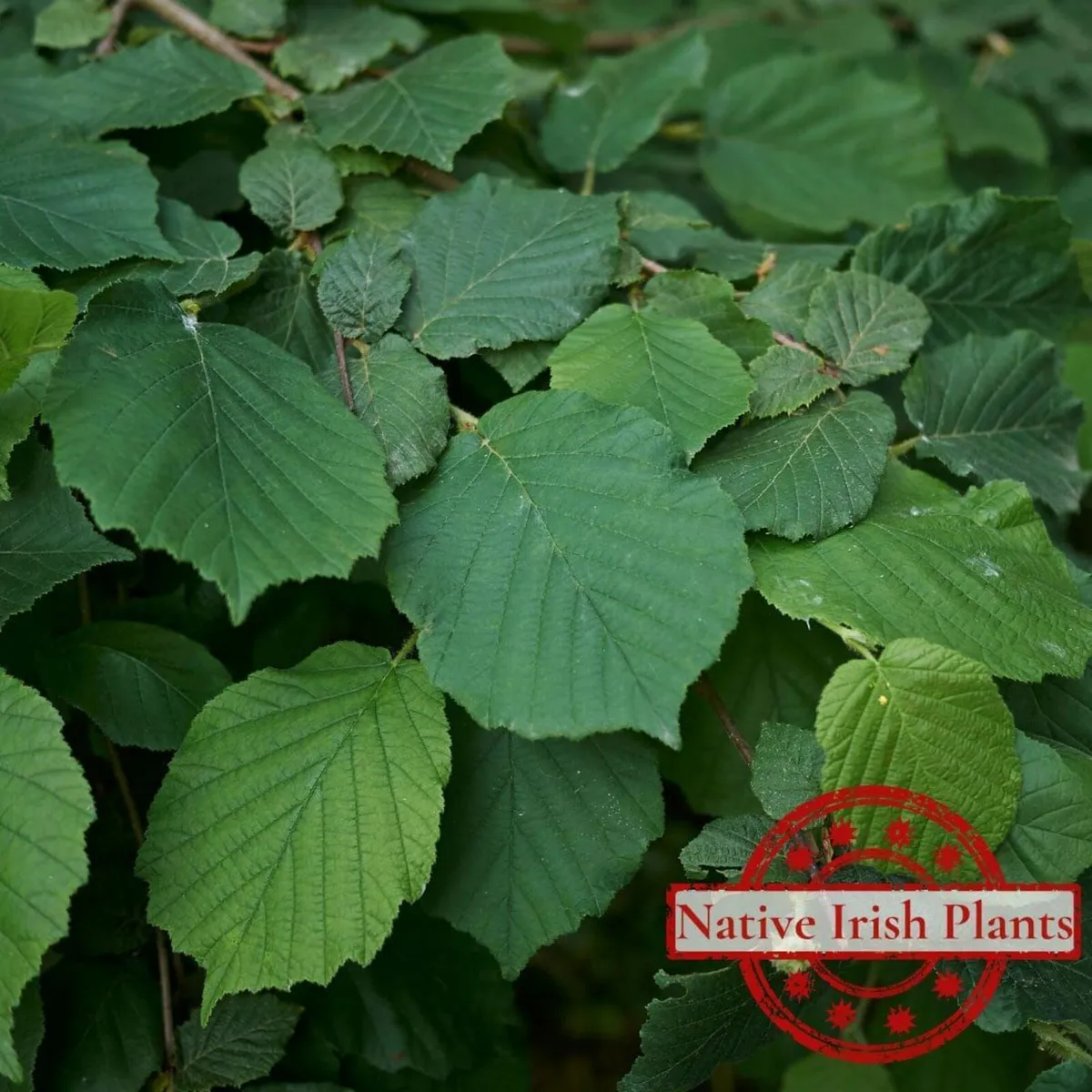 SALE - Native Irish Tree Bundle - Image 4