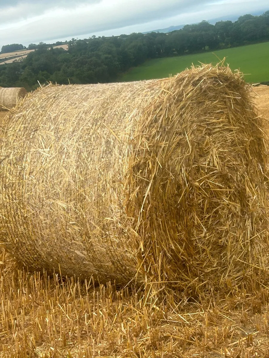 Oating straw - Image 1