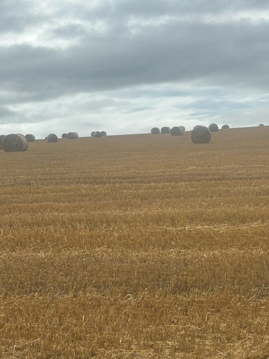 Oating straw - Image 2