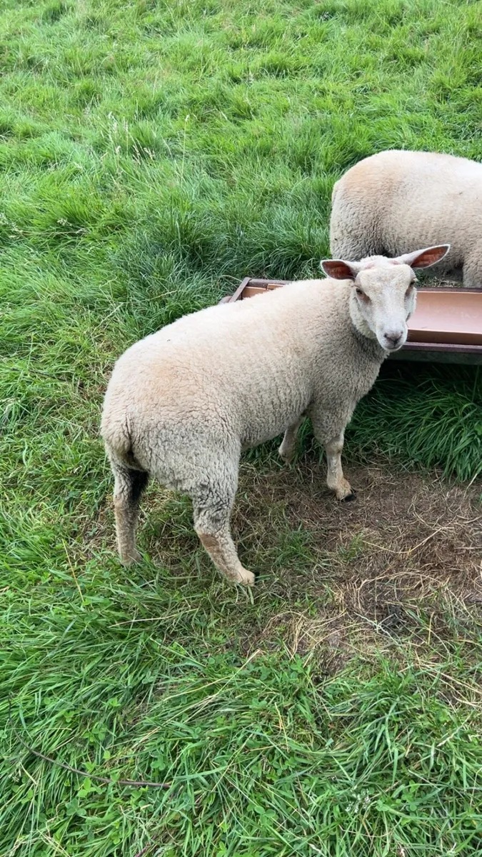 Pnr Charolais  ewe lambs - Image 4