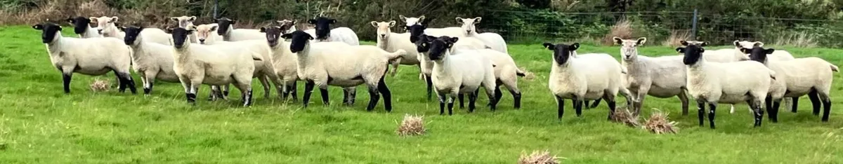 Suffolk Hoggets - Image 2