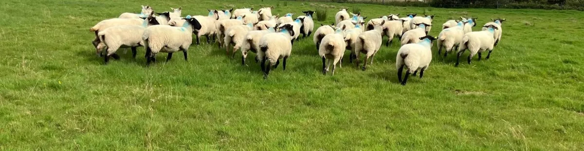 Suffolk Hoggets - Image 3