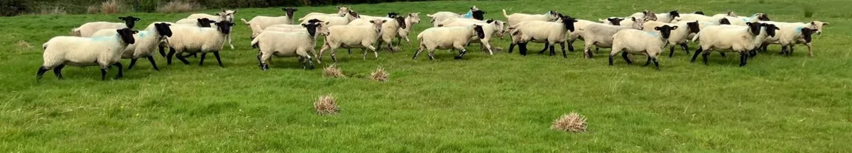 Suffolk Hoggets - Image 4