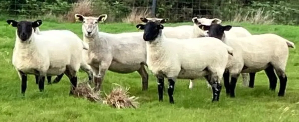 Suffolk Hoggets - Image 1