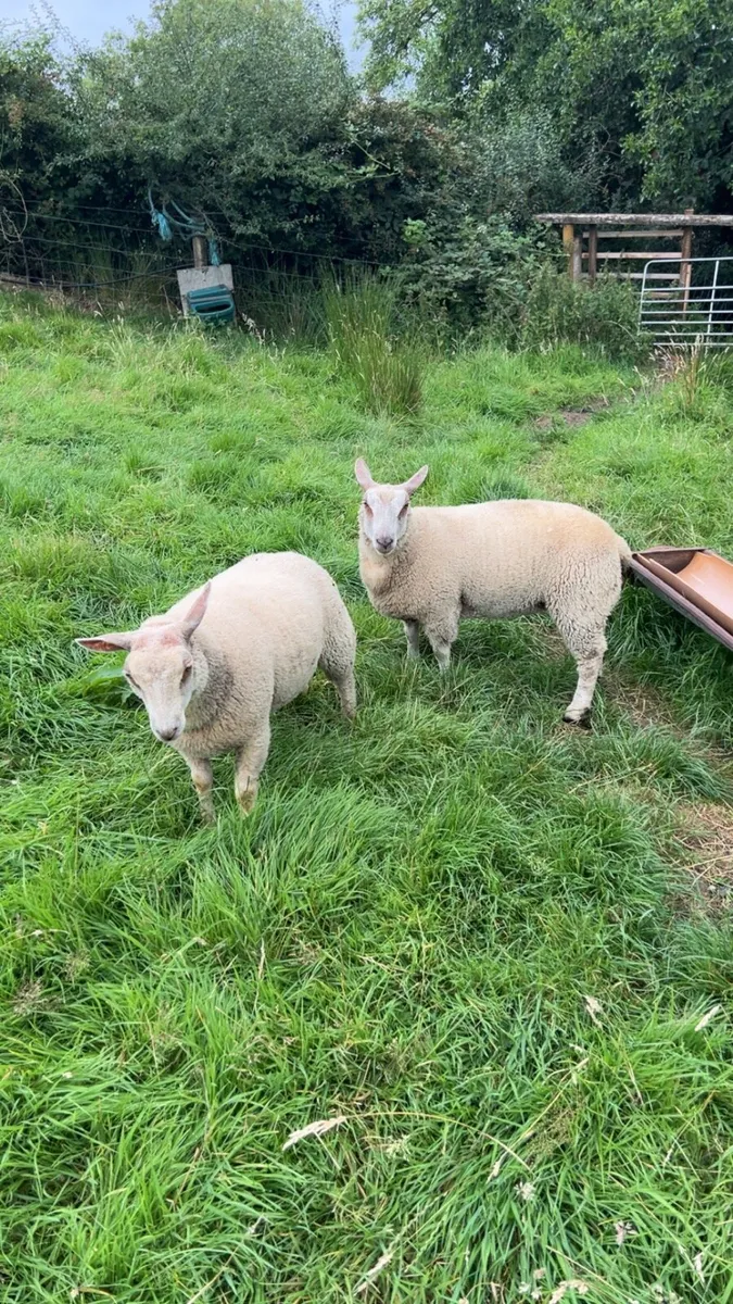 Pnr Charolais  ewe lambs - Image 2