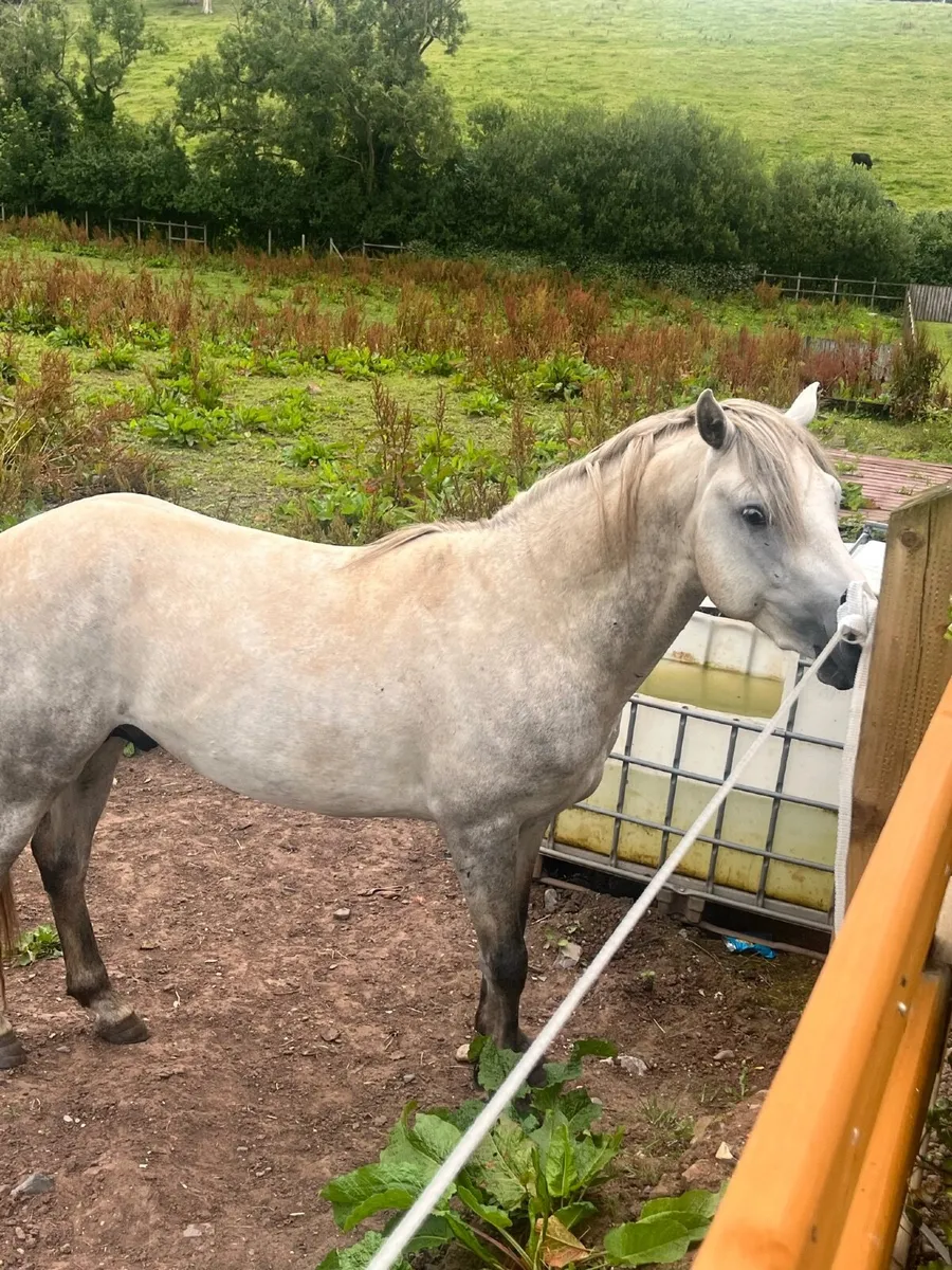 Connemara Colt By Pumkin Pondi - Image 2