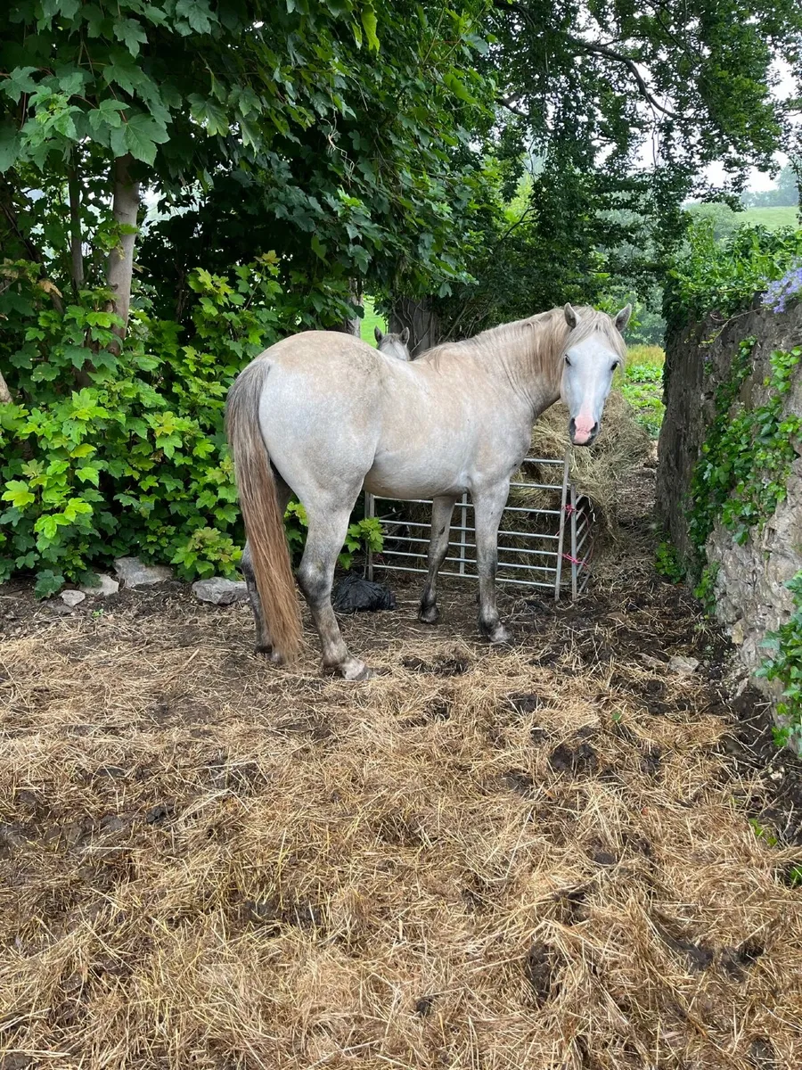 Connemara Colt By Pumkin Pondi - Image 3