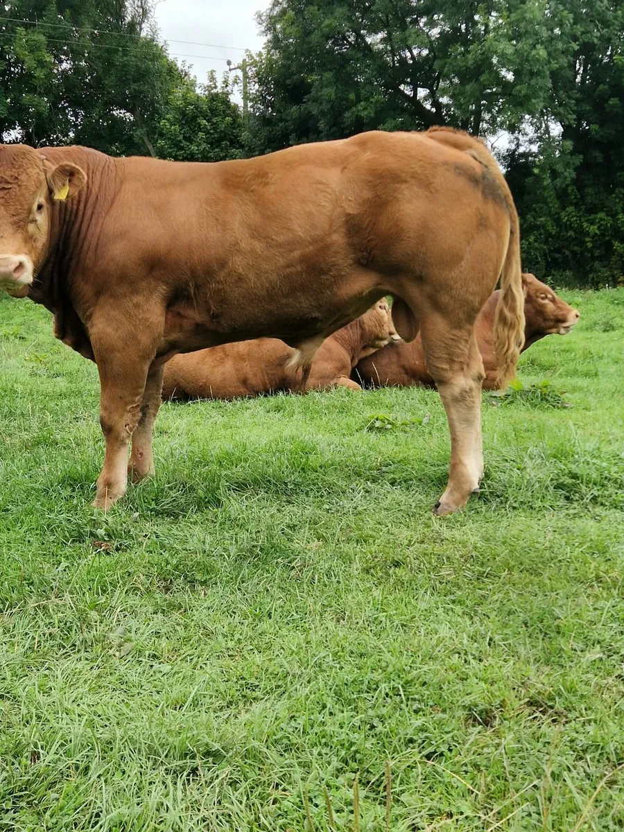 PBR Limousin Bull - Image 1