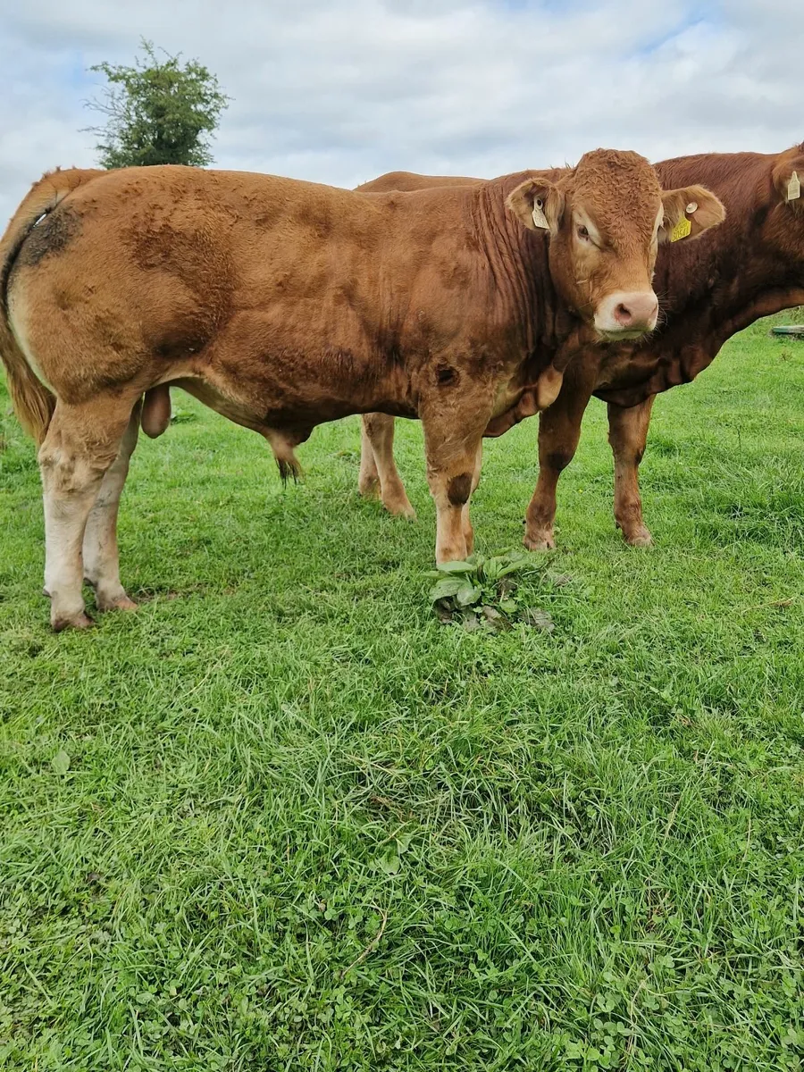 PBR Limousin Bull - Image 2