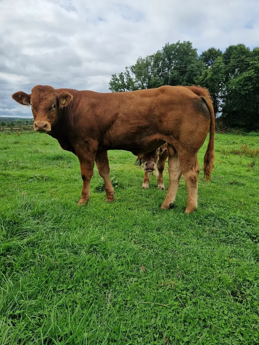 PBR Limousin Bull - Image 3
