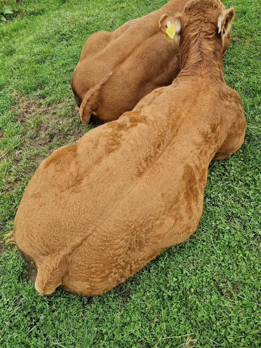 PBR Limousin Bull - Image 4