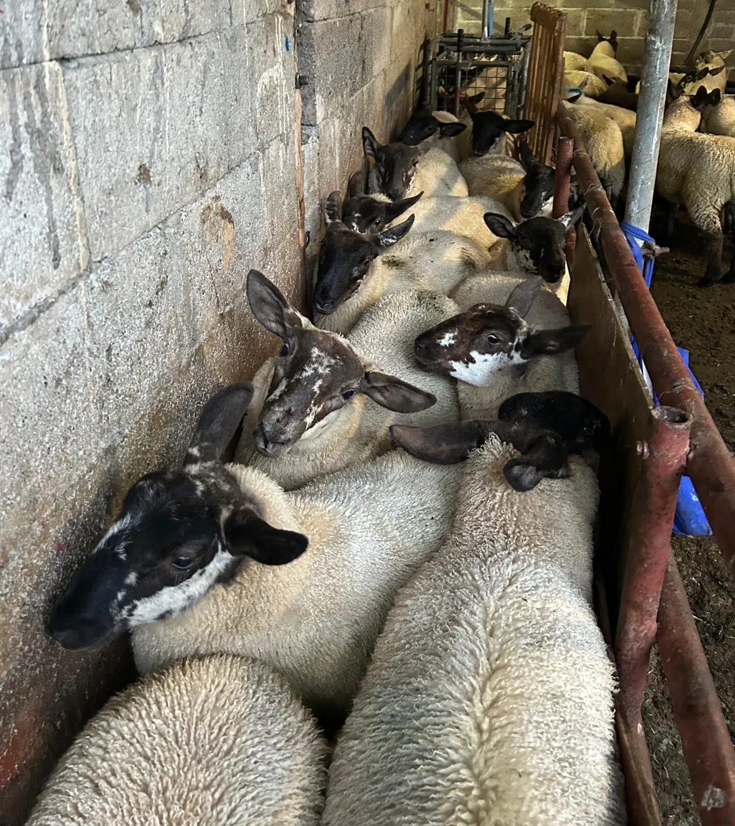 Fully organic heifers and sheep Blessington Mart - Image 3