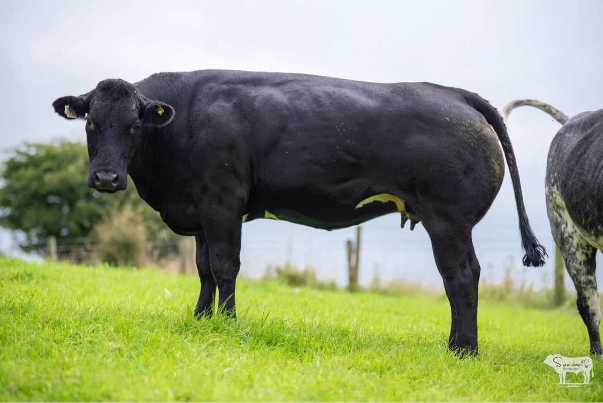 KEVIN RONANS INCALF HEIFER SALE - Image 1