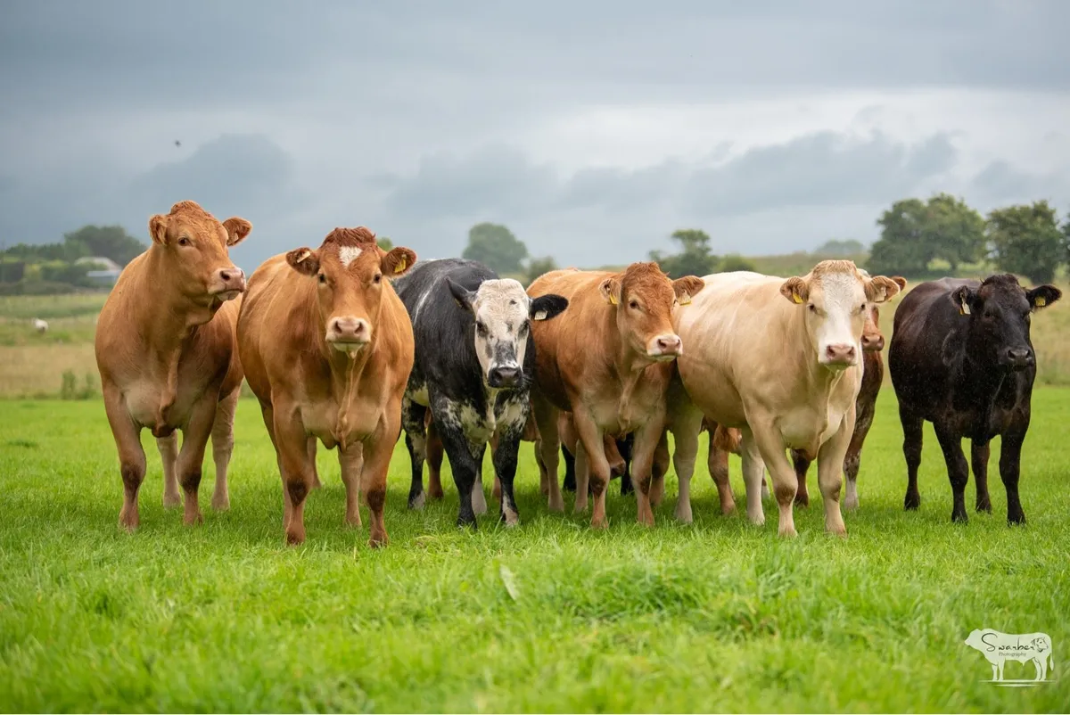 KEVIN RONANS INCALF HEIFER SALE - Image 2