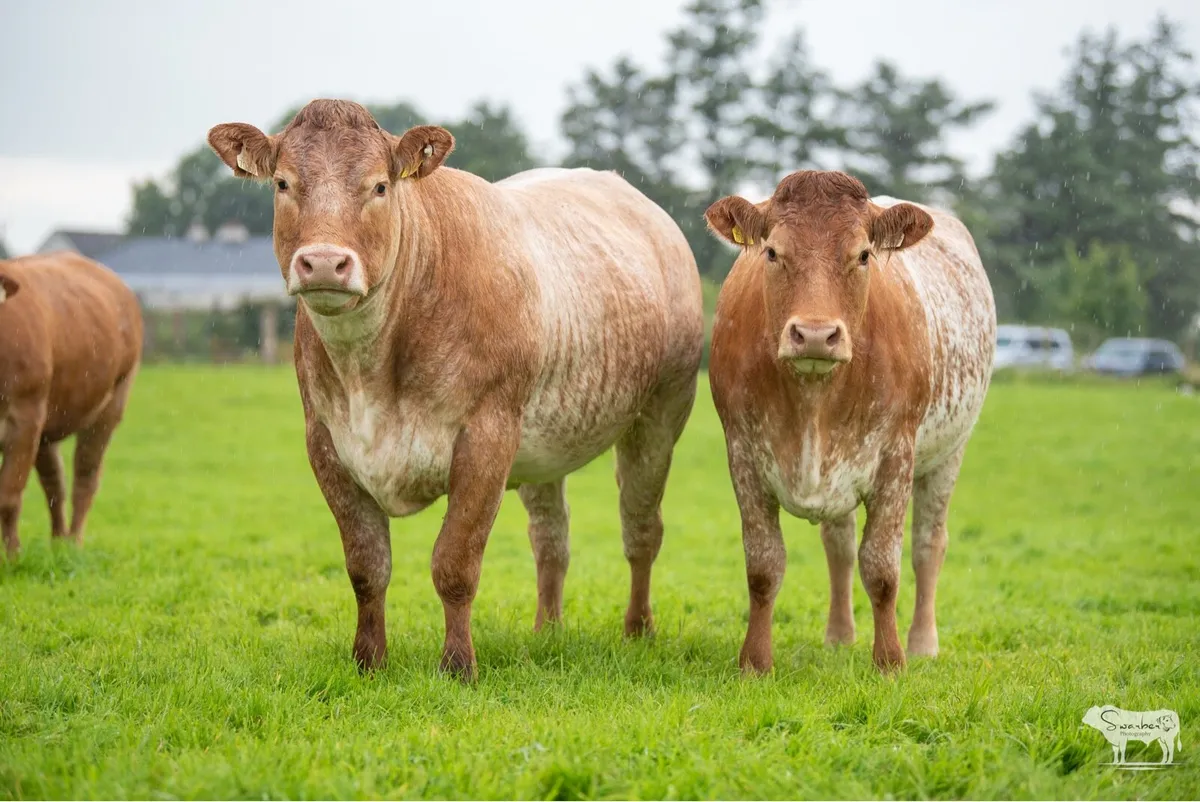 KEVIN RONANS INCALF HEIFER SALE - Image 3