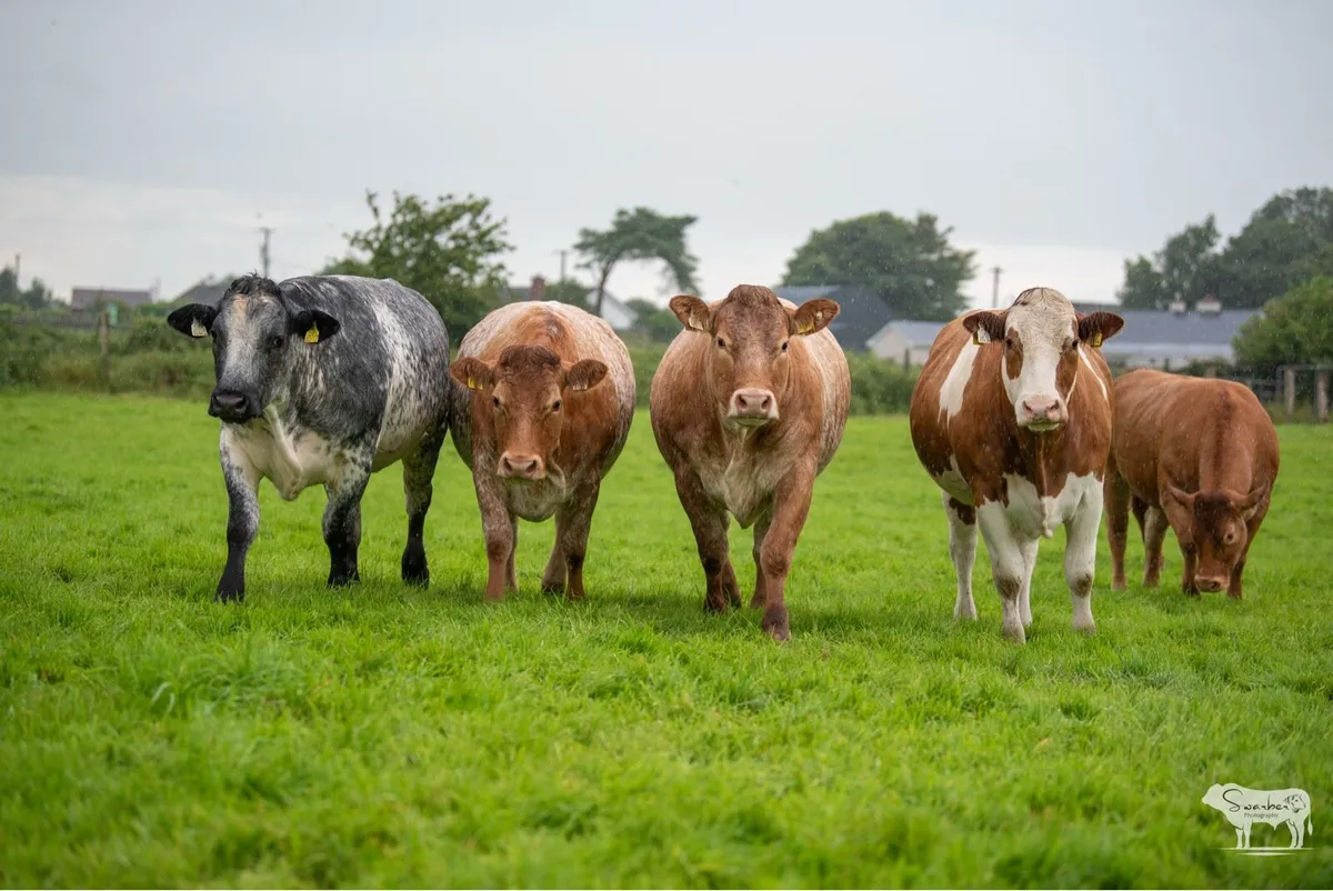 KEVIN RONANS INCALF HEIFER SALE - Image 4