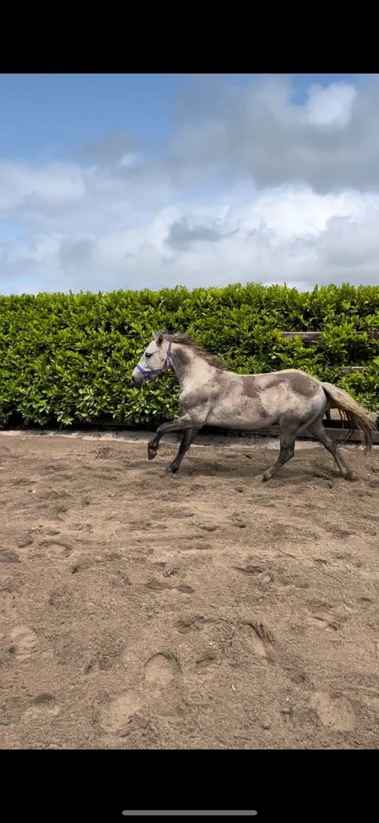 Connemara Colt By Pumkin Pondi - Image 3