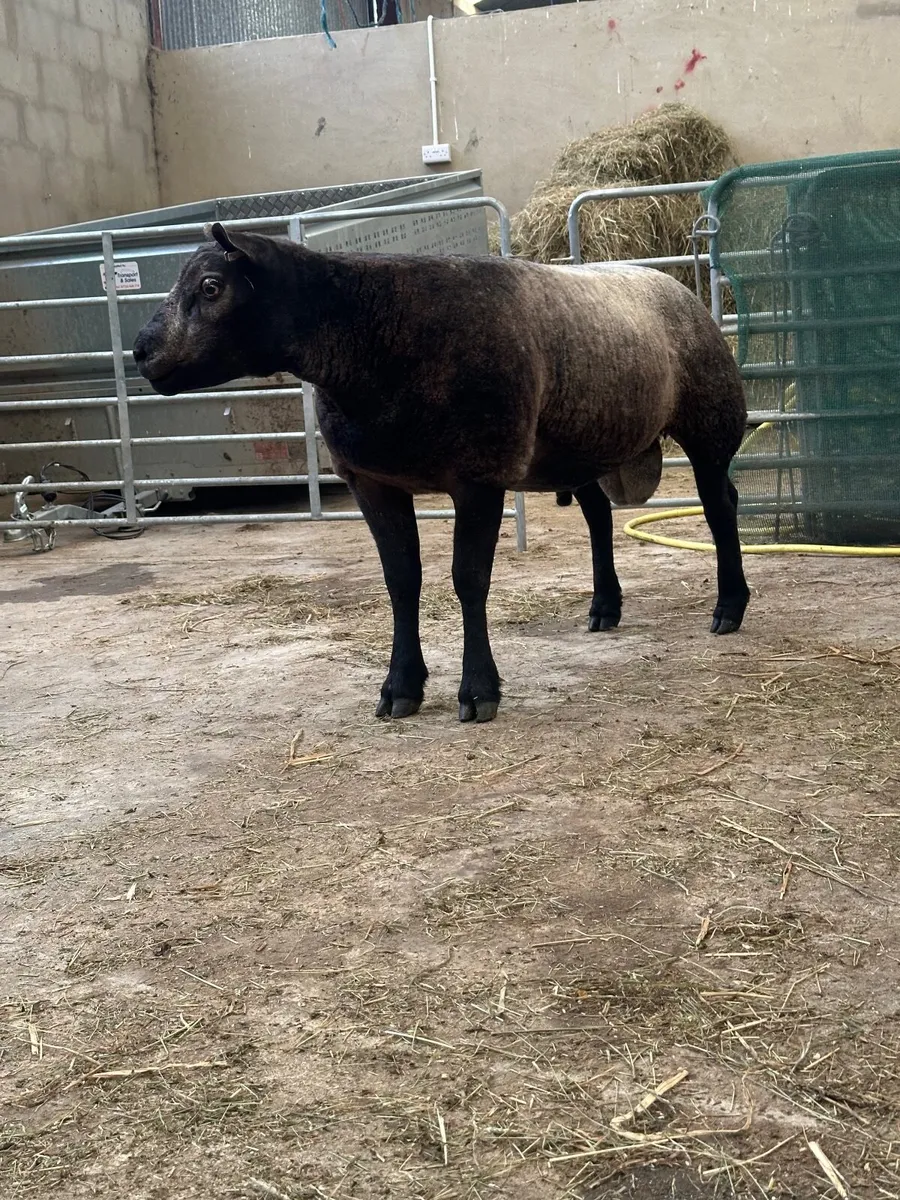 Pedigree Blue Texel Shearling Rams - Image 3