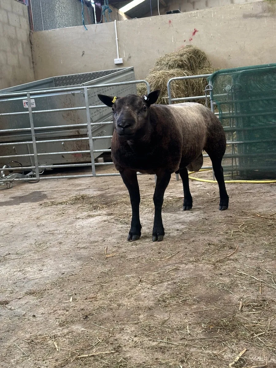 Pedigree Blue Texel Shearling Rams - Image 4