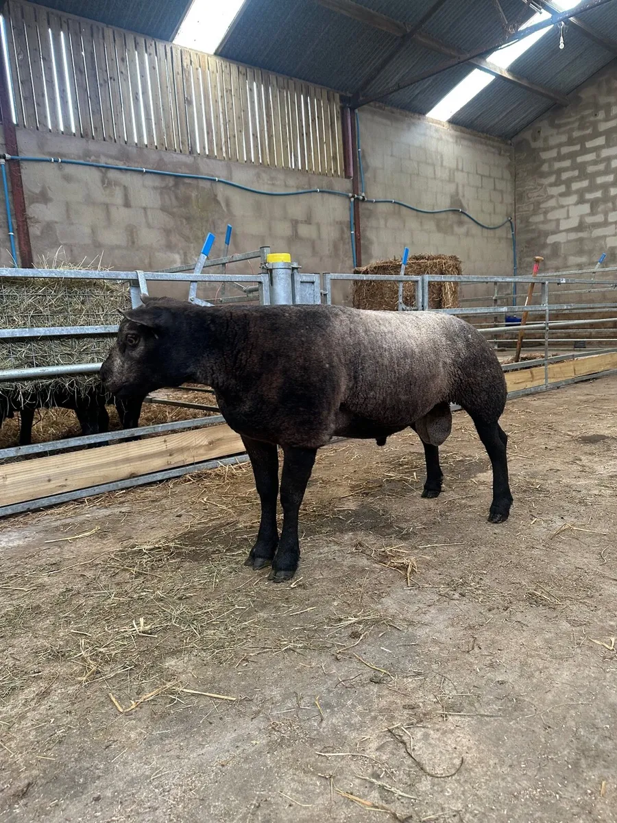 Pedigree Blue Texel Shearling Rams - Image 2