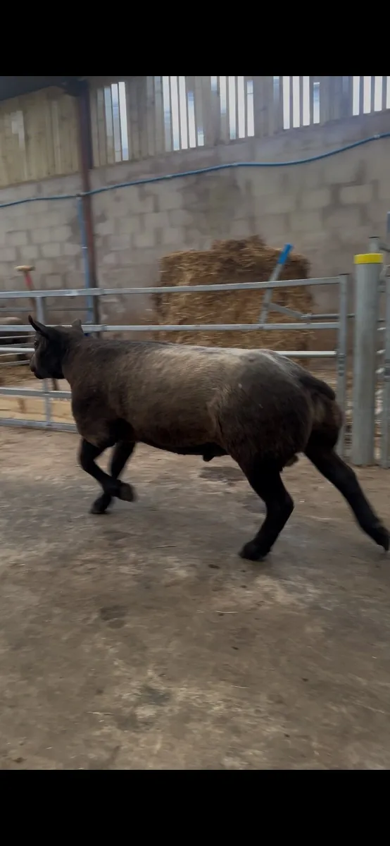 Pedigree Blue Texel Shearling Rams - Image 1