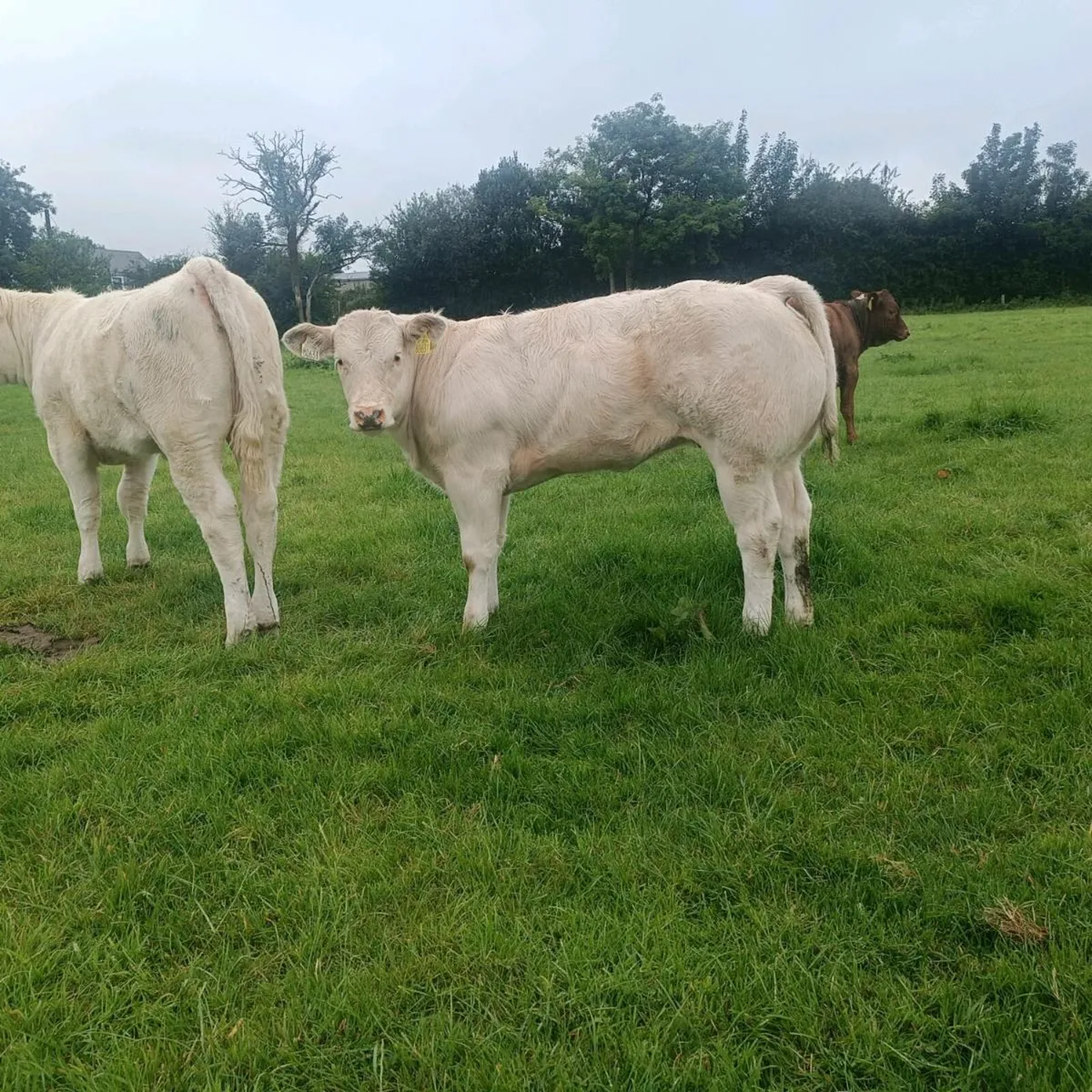 4 Full white bbx heifers. - Image 4
