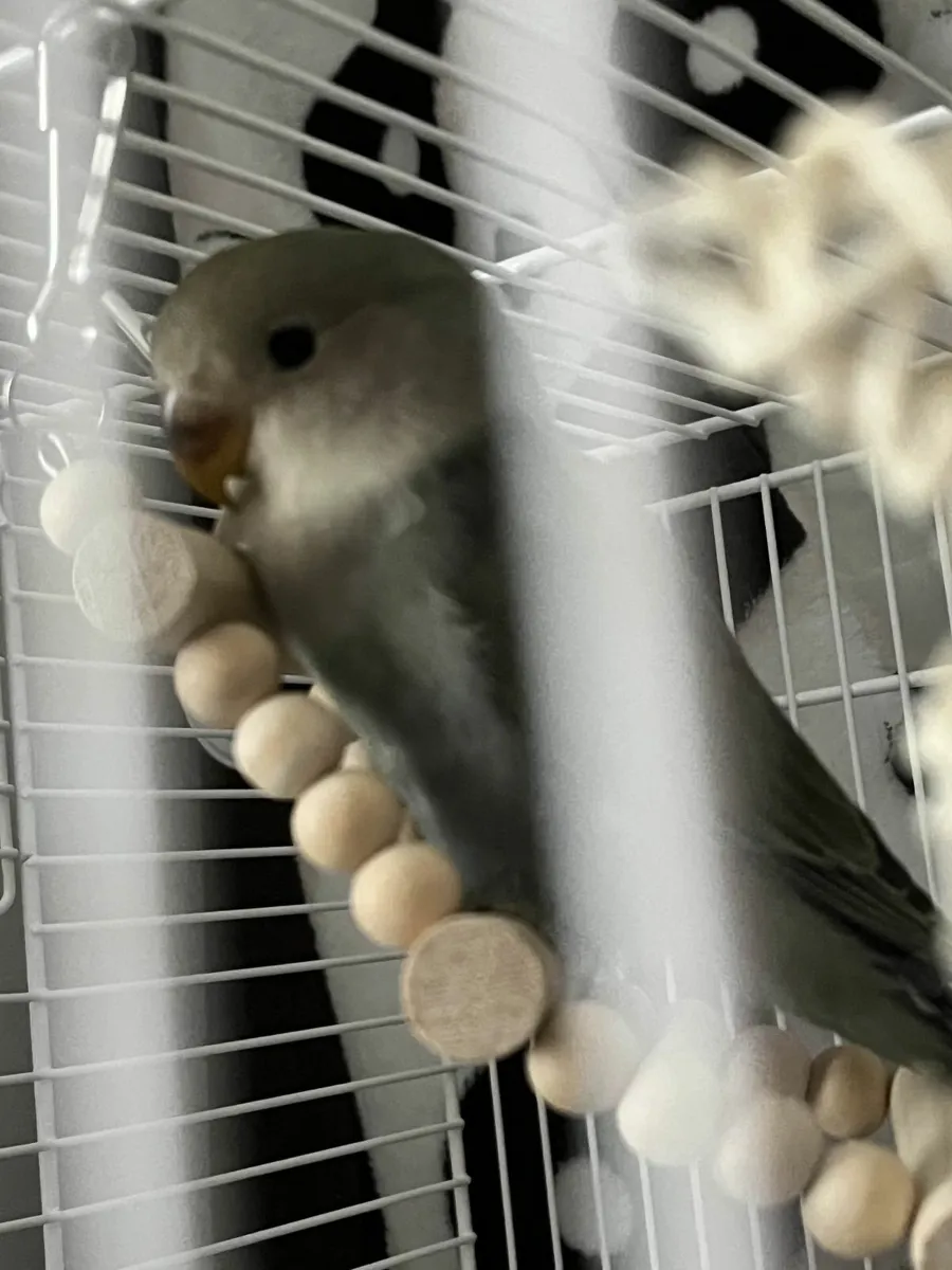 Lovebird 6 Months Male - Image 3
