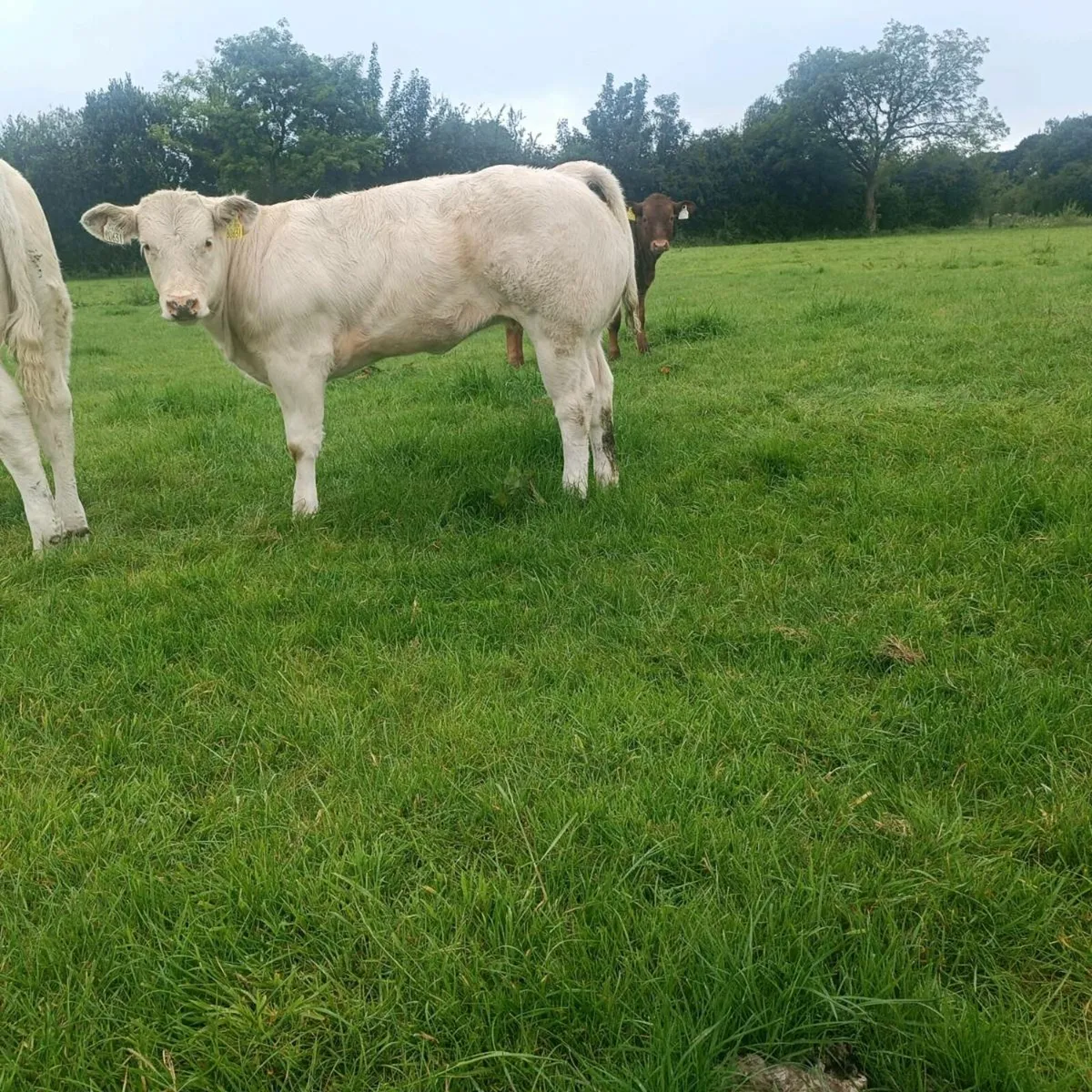 4 Full white bbx heifers. - Image 2
