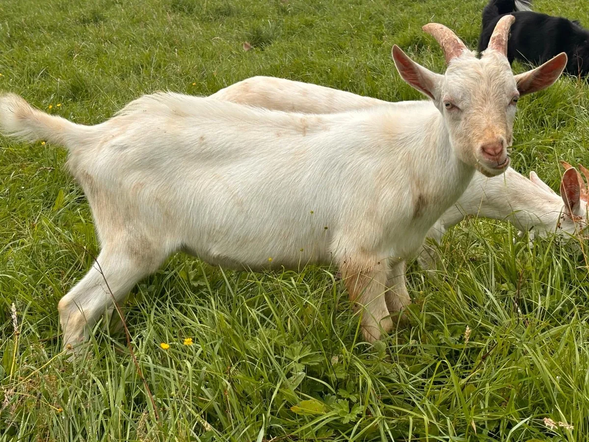Buck Goats - Image 1
