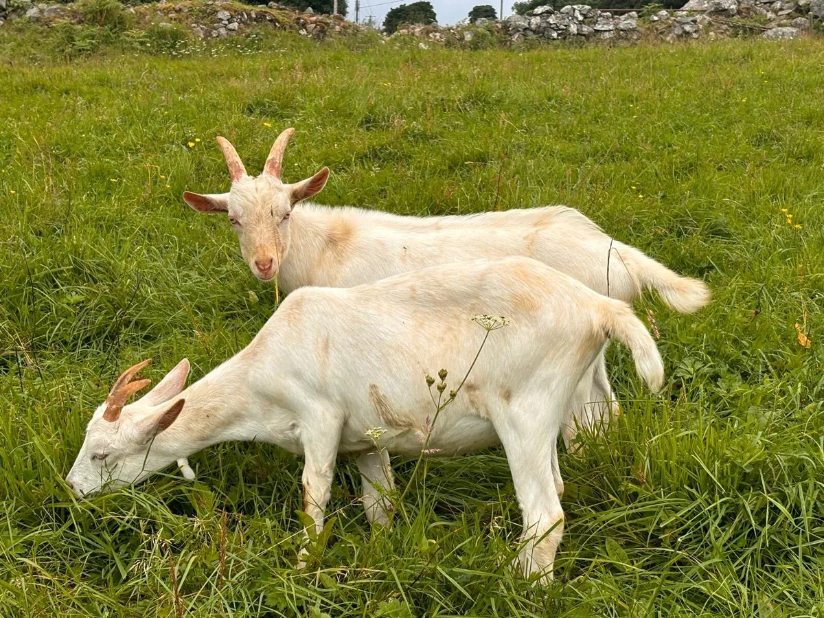 Buck Goats - Image 4