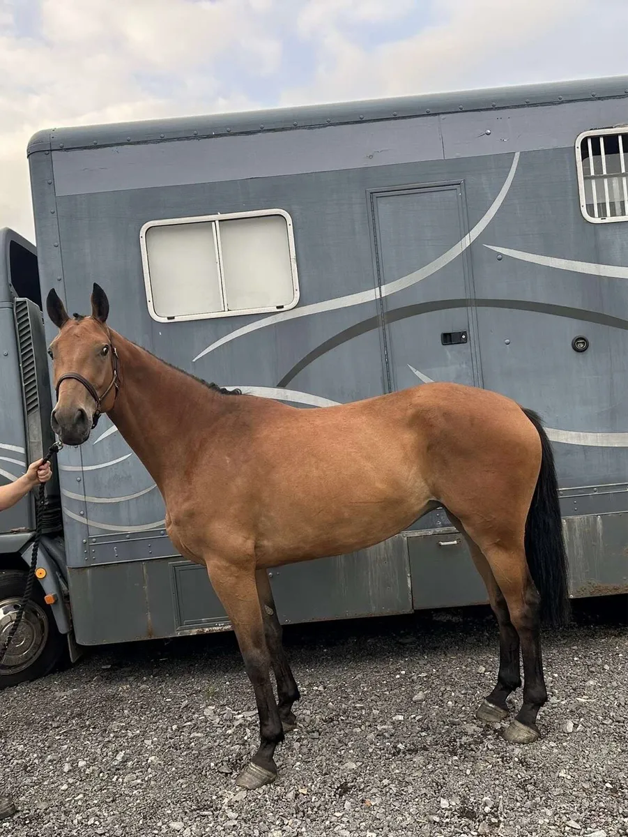 Callie future event showjumping prospect - Image 1