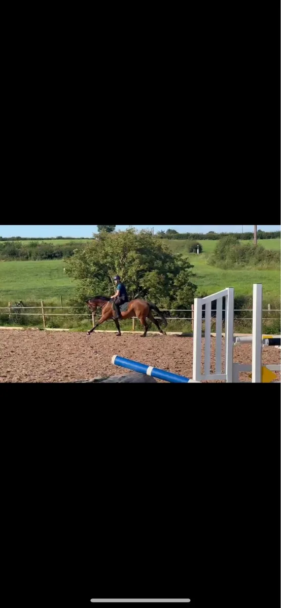 Callie future event showjumping prospect - Image 2