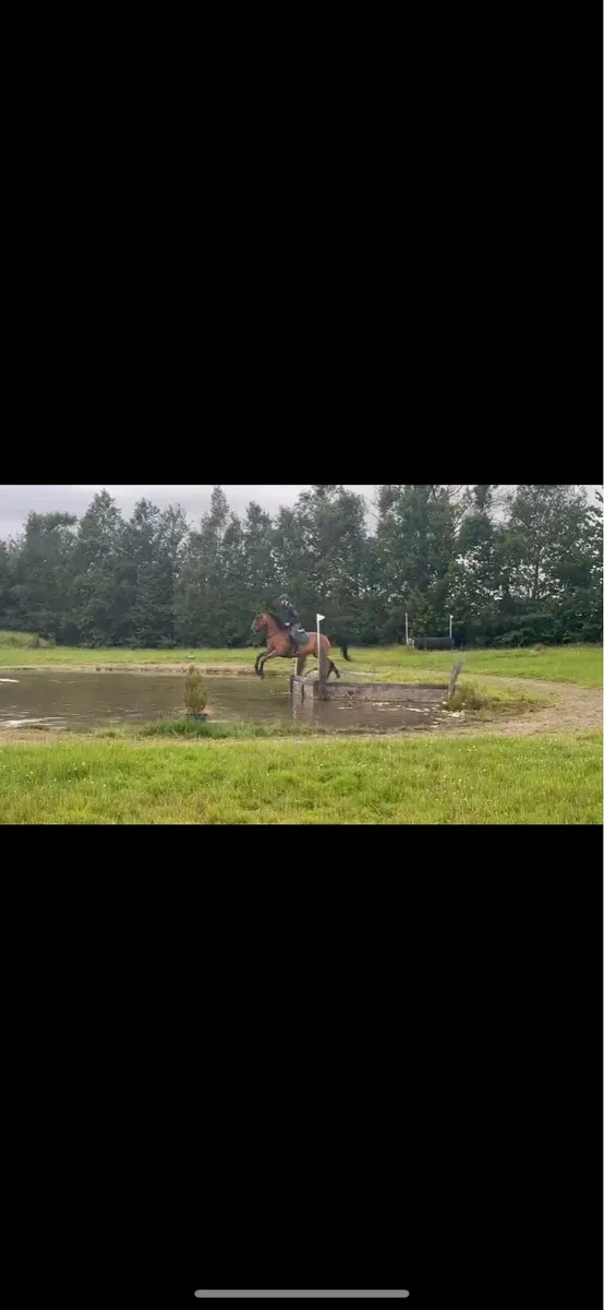 Callie future event showjumping prospect - Image 3