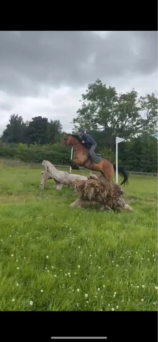 Callie future event showjumping prospect - Image 4