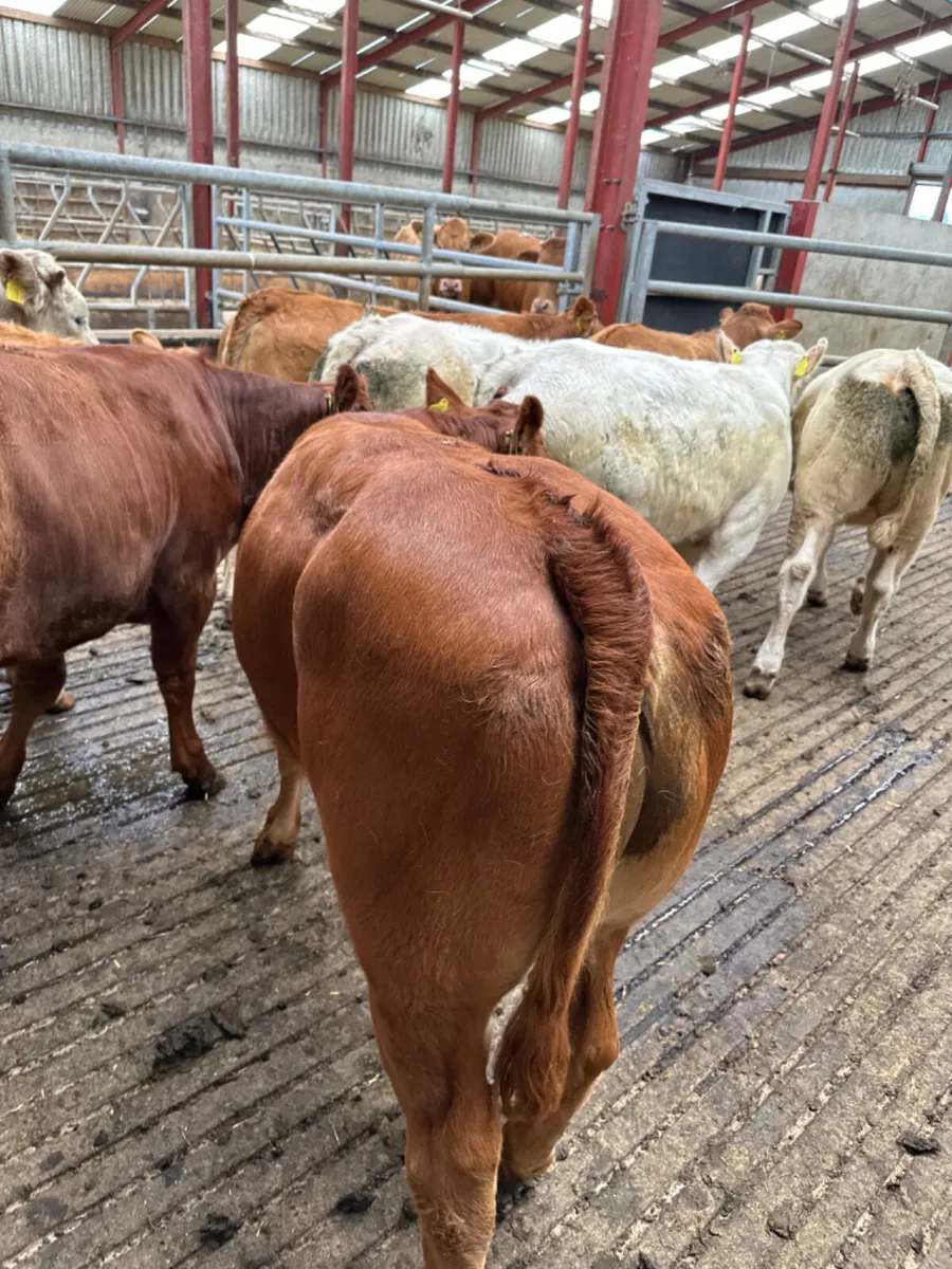 Lim and Charolais heifers - Image 2