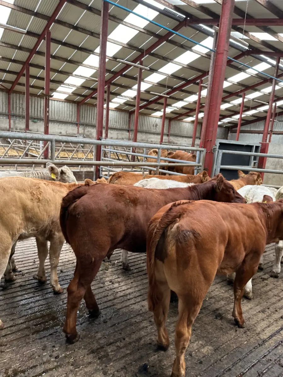 Lim and Charolais heifers - Image 4