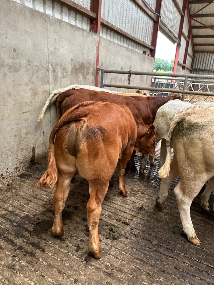 Lim and Charolais heifers - Image 3