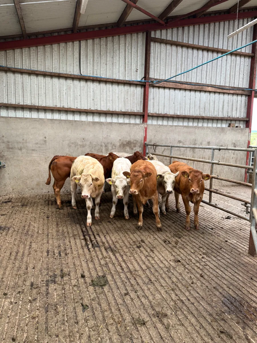 Lim and Charolais heifers - Image 1