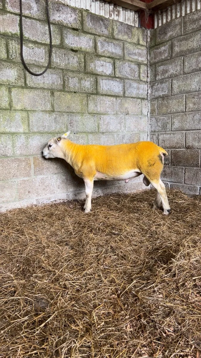 💥purebred texel ewe lambs ram lamb and hogget ram - Image 1